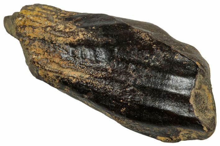 Fossil Triceratops Shed Tooth - Montana #350701